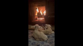 Two Lambs Warm Themselves by the Fireplace