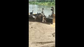Goose kindly scratches an itch for its dog friend in China