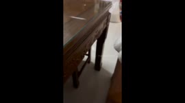 Chinese Dog Gnashes Its Teeth When Denied Meat