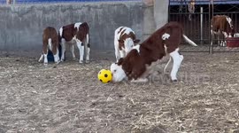 Cute calf shows off soccer skills in China