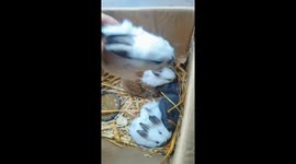Chinese Rabbit Throws Adorable Tantrum After Unexpected Kiss