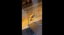 Street Skating Sensation Lights Up Chinese Night