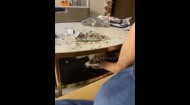 Hilarious Mishap: Dog Gets Accidentally Stepped on During Horror Movie in China