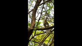 The Indian gray hornbill is a common hornbill found on the Indian subcontinent. It is mostly arboreal and is commonly sighted in pairs. It has grey feathers all over the body with a light grey or dull white belly. The horn is black or dark grey with a cas