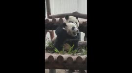 Adorable pandas hug and cuddle in their enclosure