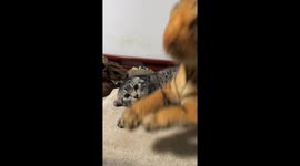 Curiosity and Fear: Chinese Cat's Encounter with Toy Tiger