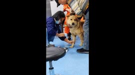 Chinese Dog Bitten by Snake Receives Swift Treatment