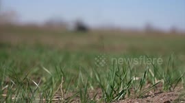 China boosts food security as spring farming begins in saline-alkali land