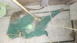 Leopard launches sudden attack on locals after entering residential area in northern India