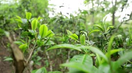 Spring tea picking season begins at Jingmai Mountain