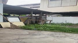 Hapless pet dog needs help getting down from roof