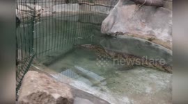 Civil Guard Rescues Endangered Animals, Cracks Down on Wildlife Trafficking in Alicante Province, Spain