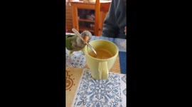 Playful parrot entertains owners with coffee mug clattering