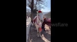 Pony Responses to Visitor’s Requests at Maijishan Grottoes in Tianshui, China