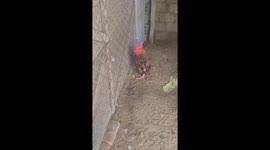The chicken has a strange gait similar to a penguin