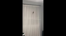 Feline's rodent gift sparks hilarious curtain climbing escapade