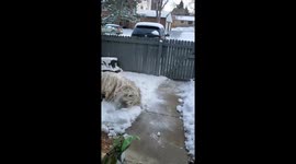Komondor dog embraces winter wonderland with spirited zoomies