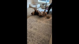 A Very Relaxed Dog Airs Himself Out