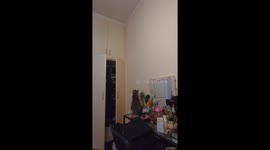 Clumsy Cat Falls From Closet Doors