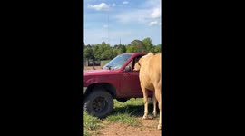 Horse Helps Himself To Potato Chips