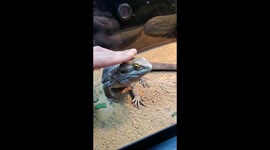 Needy bearded dragon demands head scratches from owner