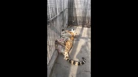 Brave piglet snuggles with dozing tiger in China