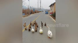 Missing duck reunites with its flock in China