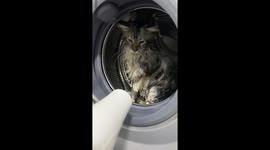 Grumpy cat hits hair dryer as it refuses to be groomed
