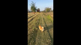 Puppies get angry with cow in field