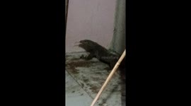 Family find massive monitor lizard in their home
