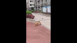 Sneaky cats attempt to hunt pigeons