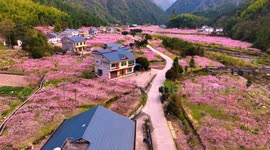 Spectacular drone footage showcases blooming peach blossoms in southern China