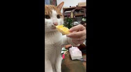 Kitten has hilarious reaction trying orange for first time