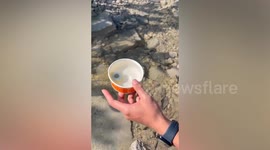 Hiker finds unusual jellyfish in Miami, Florida