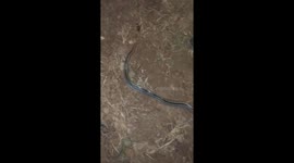 The snake pretended to be dead when the man touched its body