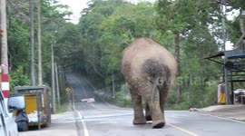 Hangry old elephant flips rubbish bins to look for food