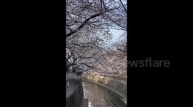Japan: Cherry Blossoms Begin To Douse Tokyo In Pink 2