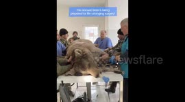 Bear who chewed the metal bars of his enclosure due to boredom has 'life-changing' dental surgery