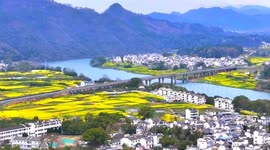 千年南屏入画来  黟县千年古村油菜花开