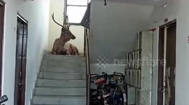 Large sambar deer strays into residential building in India and rests on staircase