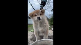 Puppy's first lesson: drinking from the tap turns hilarious