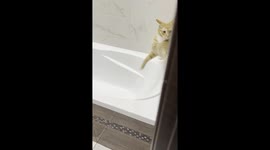 Cat named Syrnyk's playful antics in bathtub caught on camera