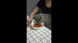 Murka's first atste: cat discovers borscht in Kryvyi Rih
