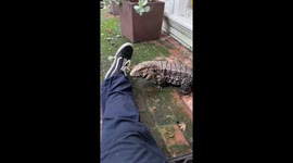 Blue tegu bonding: Saratoga, USA