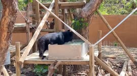 Black bear cools off by taking a bath in his enclosure