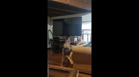 Leash Turns Dog Into Excited Kangaroo