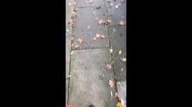 Chihuahua Does Yoga To Avoid Walking