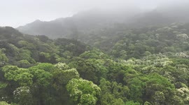 New toad species discovered in south China's Guangdong