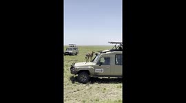 Cheetah's unusual safari adventure: Climbing onto Jeep roof