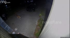 Cat Chases Away Coyote